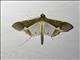 Crambid Snout Moth (Tipuliforma triangulalis)