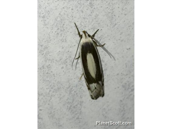 Curved-horn Moths (Gelechioidea sp)