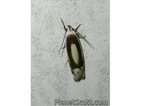 Timber Moth (Iulactis sp)
