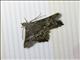 Angle Moth (Chiasmia goramata)