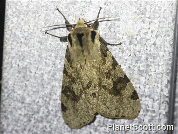 Tiger Moth (Spilosoma kebea)