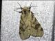 Tiger Moth (Spilosoma kebea)