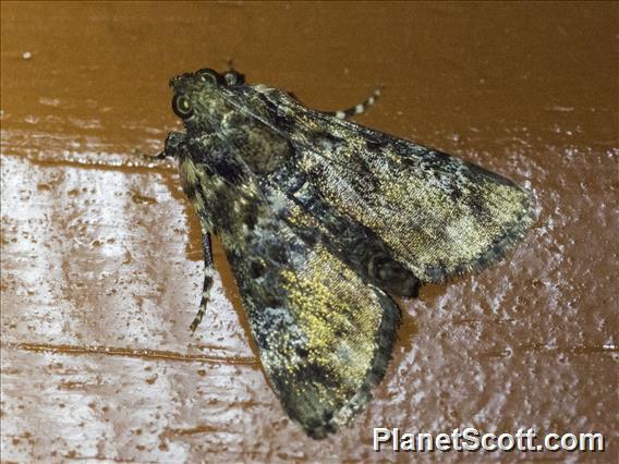 Pyralid Snout Moth (Epipaschiinae sp)