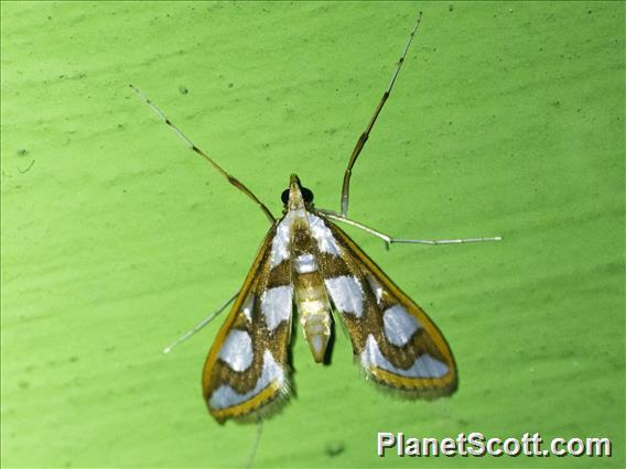 Crambid Snout Moth (Aulacodes sp)