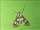 Crambid Snout Moth (Aulacodes sp)