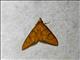 Crambid Snout Moth (Crambidae sp)