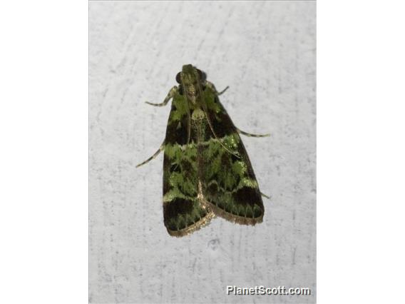 Pyralid Snout Moth (Pyralidae sp)