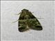 Pyralid Snout Moth (Pyralidae sp)