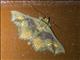 Boletobiinae Moth (Lopharthrum comprimens)