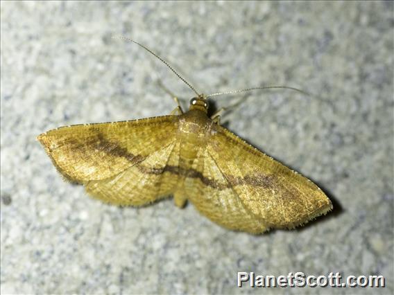 Window-winged Moth (Thyrididae sp)