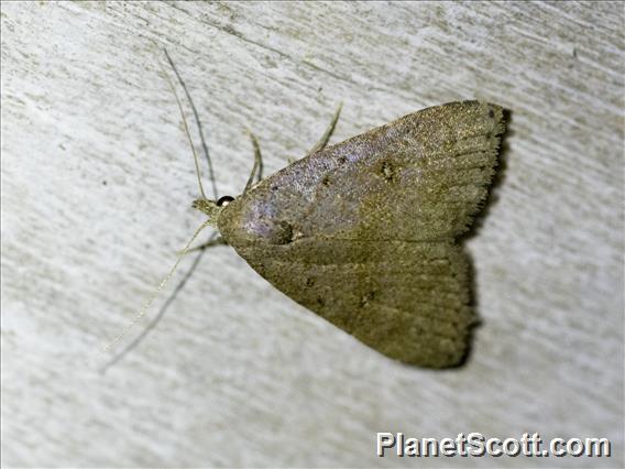 Prominent Moth (Ortholomia moluccana)