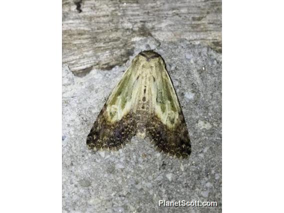 Euteliid Moth (Stictoptera microthyris)