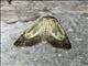 Euteliid Moth (Stictoptera microthyris)