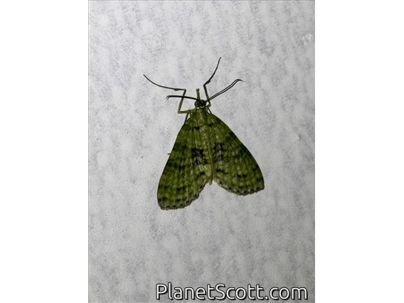 Carpet Moth (Sauris sp)