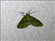 Carpet Moth (Larentiinae sp)