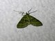 Carpet Moth (Sauris sp)
