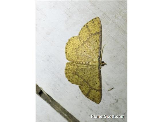 Geometer Moth (Synegia sp)