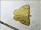 Geometer Moth (Synegia sp)