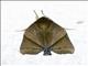 Tufted Moth (Chora sp)