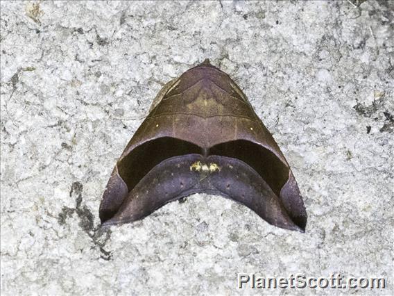 Poaphilini Moth (Erebidae sp)