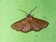 Window-winged Moth (Thyrididae sp)
