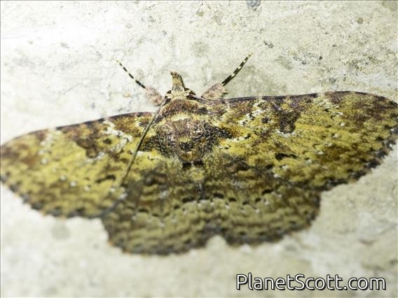 Erebid Moth (Veia sp)