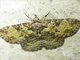 Erebid Moth (Veia sp)
