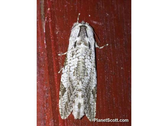 Leopard Moth (Trismelasmos sp)