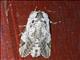 Erebid Moth (Erebidae sp)