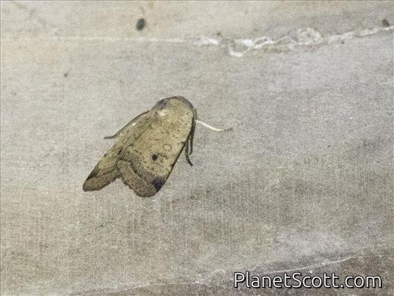 Cutworm Moth (Noctuini sp)