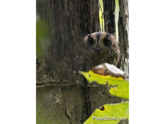 Vogelkop Owlet-nightjar (Aegotheles affinis)