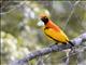 Masked Bowerbird (Sericulus aureus)