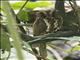 Feline Owlet-Nightjar (Aegotheles insignis)