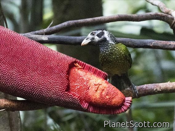 Black-eared Catbird (Ailuroedus melanotis)