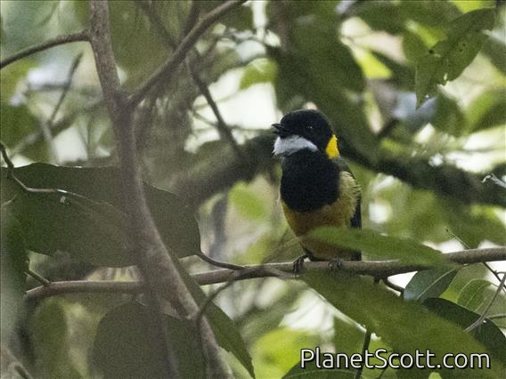 Regent Whistler (Pachycephala schlegelii)