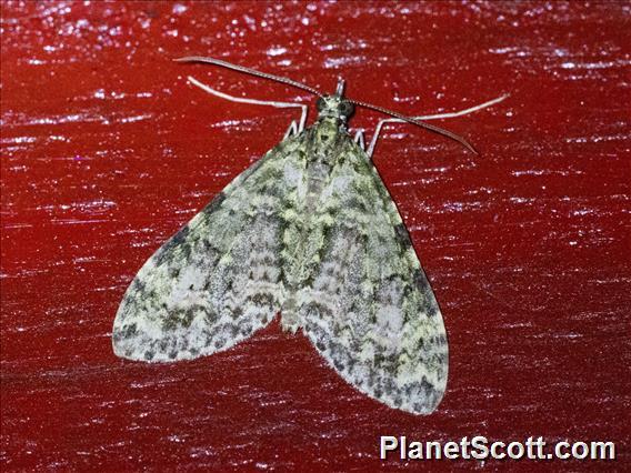 Carpet Moth (Larentiinae sp)