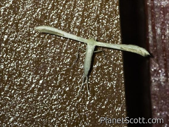 Plume Moth (Oidaematophorini sp)
