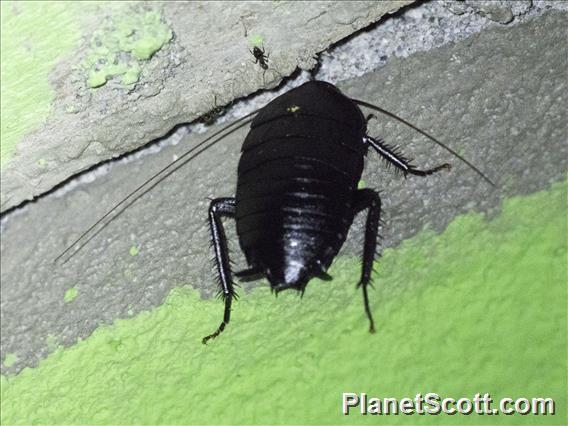 Household Cockroach (Melanozosteria nitida)