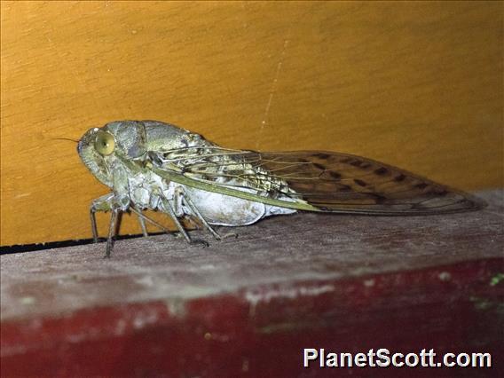 Papuan Cicada (Cosmopsaltria papuensis)