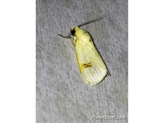 Tufted Moth (Earias uniplaga)