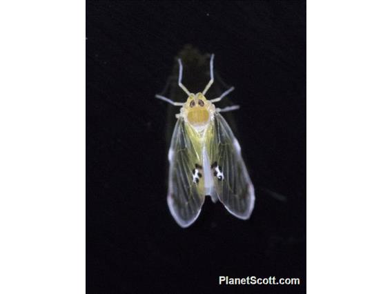 Rhotanini Planthopper (Rhotanini sp)