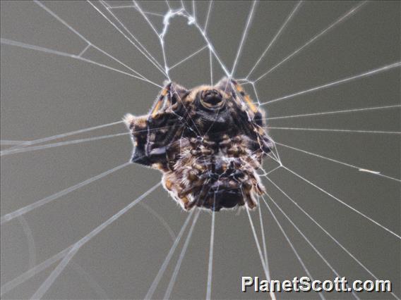 Orbweaver Spider (Araneidae sp)