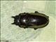 Stag Beetle (Prosopocoilus bison)