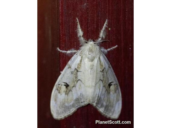 Tussock Moth (Artaxa lunula)