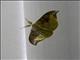 Hooktip Moth (Tridrepana olivacea)