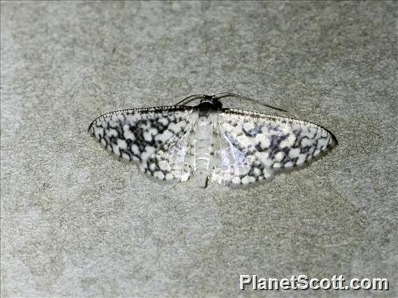 Window-winged Moth (Thyrididae sp)