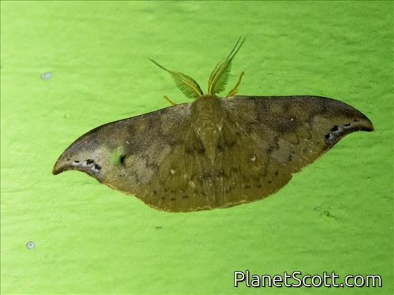 Hooktip Moth (Tridrepana olivacea)