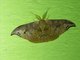 Hooktip Moth (Tridrepana olivacea)