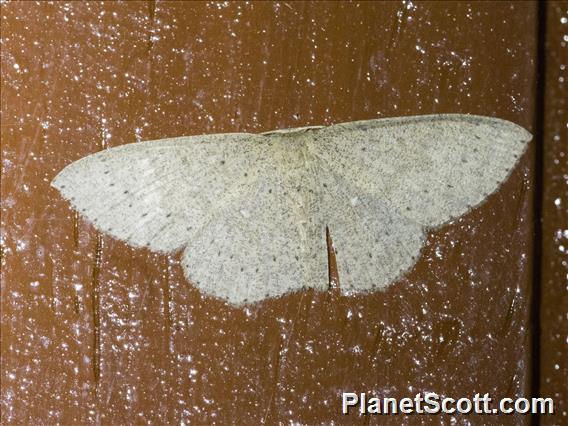 Geometer Moth (Geometridae sp)