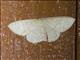 Geometer Moth (Geometridae sp)